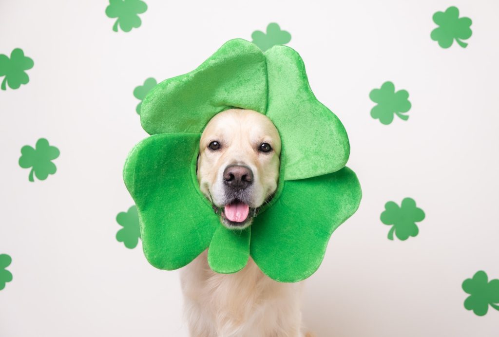 A dog in a leprechaun hat sits on a white background with green clovers.