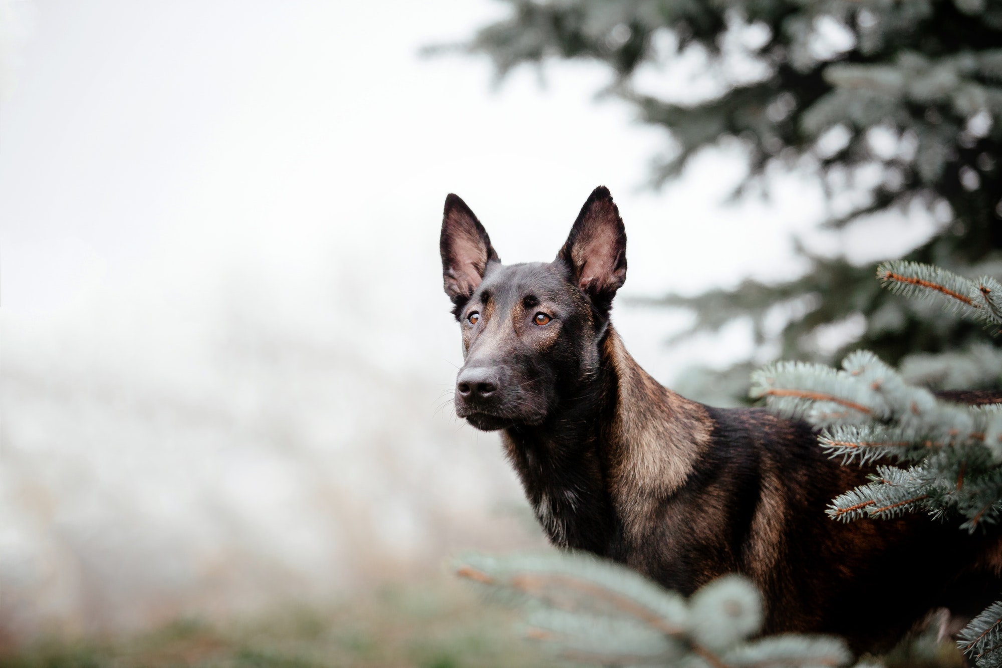 Belgian Shepherd Malinois on a walk. Fall, autumn. Happy dog outdoor. Active dog