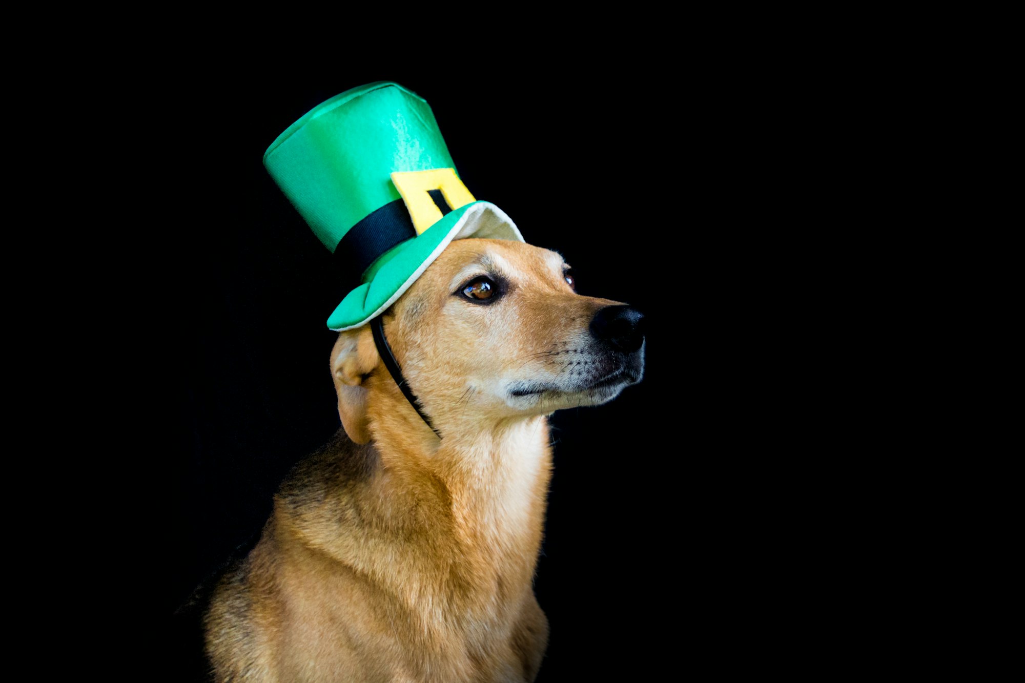portrait of a mongrel dog with saint patrick's day hat isolated on black background